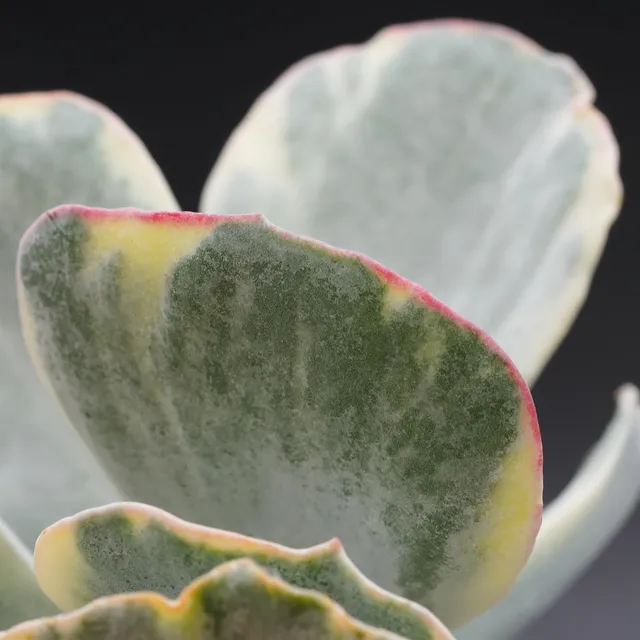 pasiora-cotyledon-undulata-f-variegata-sukkulente-12cm-topf image 1