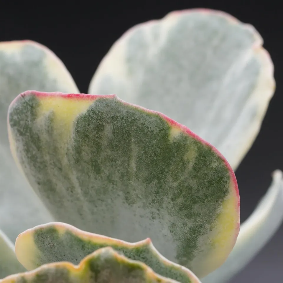 pasiora-cotyledon-undulata-f-variegata-sukkulente-12cm-topf image 1