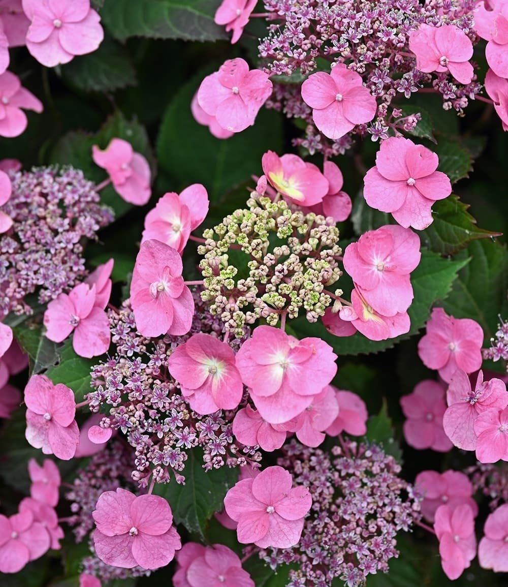 baldur-garten-hortensie-pink-lace-13-cm-topf image 2