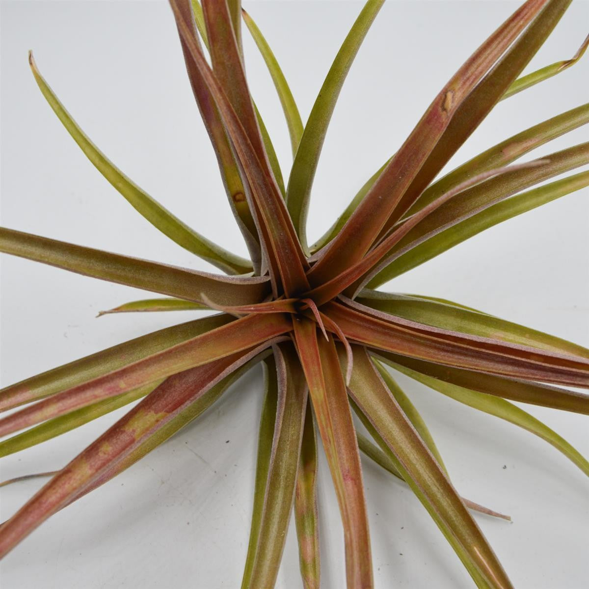 pasiora-tillandsia-brachycaulos-var-multiflora-xl-luftnelke image 2
