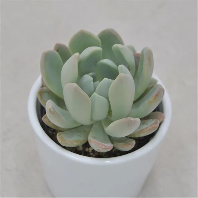 pasiora-x-pachyveria-scheideckeri-sukkulente-im-6cm-topf image 1