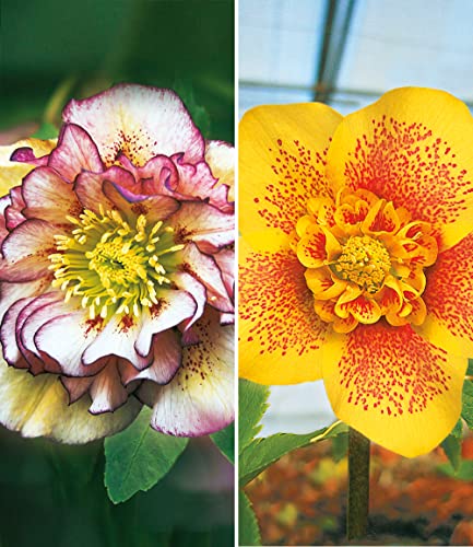 baldur-garten-gef-llte-christrosen-festival-mix-2er-set-9x9-cm-topf image 8