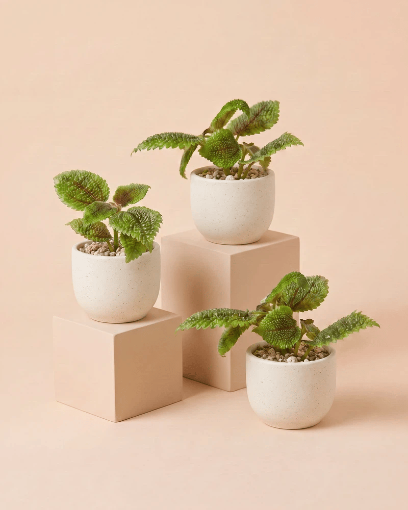 feey-baby-pilea-moon-valley-3er-set image 6
