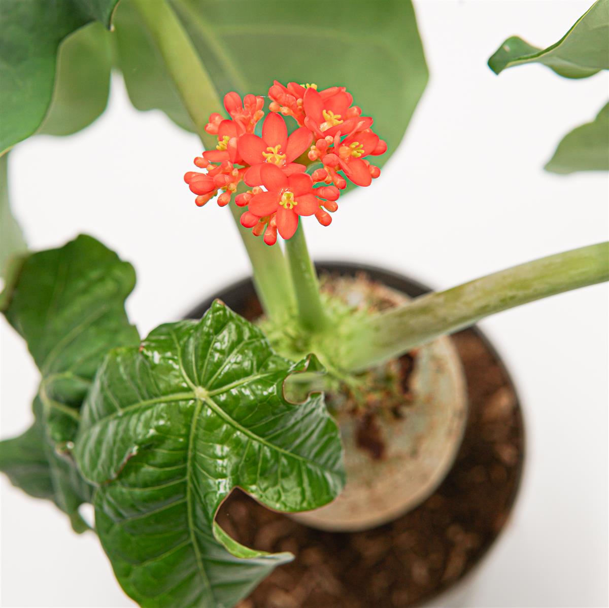 pasiora-jatropha-podagrica-flaschenpflanze-14cm image 3