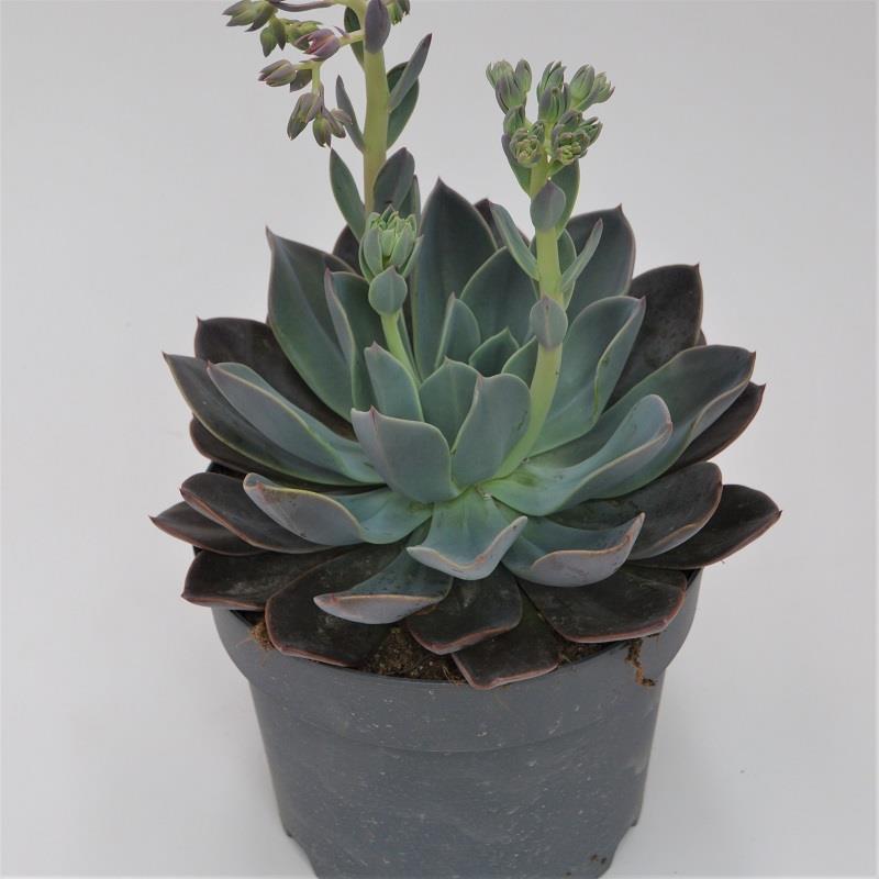 pasiora-echeveria-blue-prince-17-cm-topf image 1