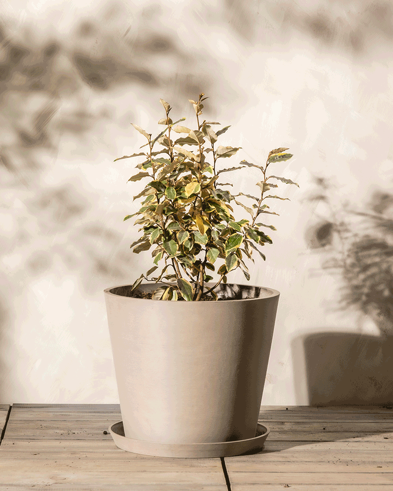 feey-buntbl-ttrige-lweide-elaeagnus-x-ebbingei-viveleg-1-2-m image 6