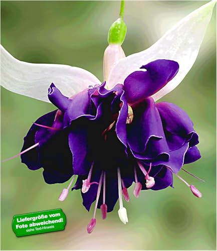 baldur-garten-riesen-fuchsie-deep-purple-2-pflanzen image 3