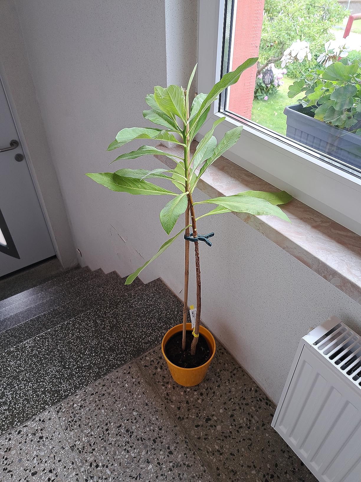 Besondere Rarität