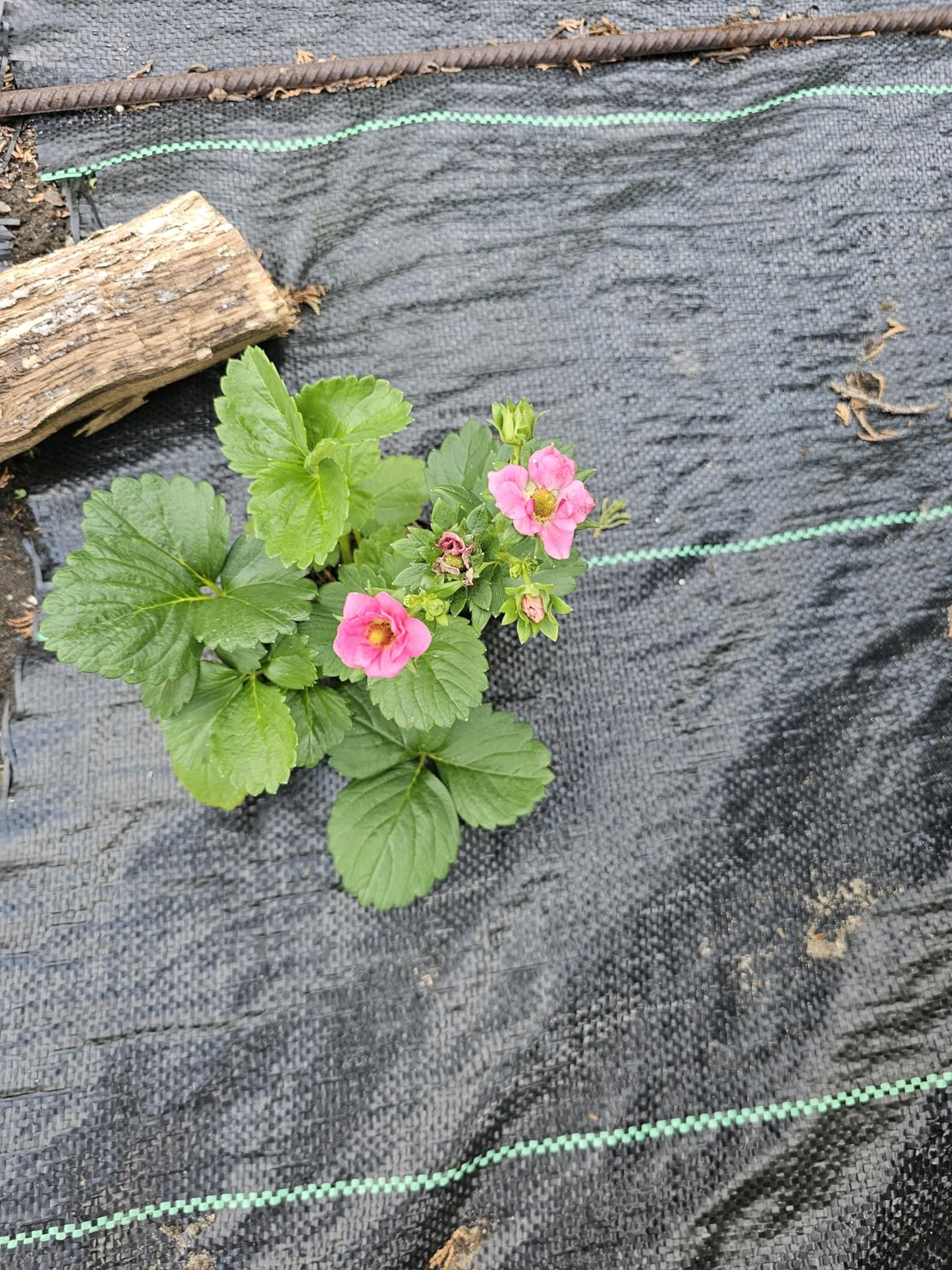 Blüte und Naschen in einem