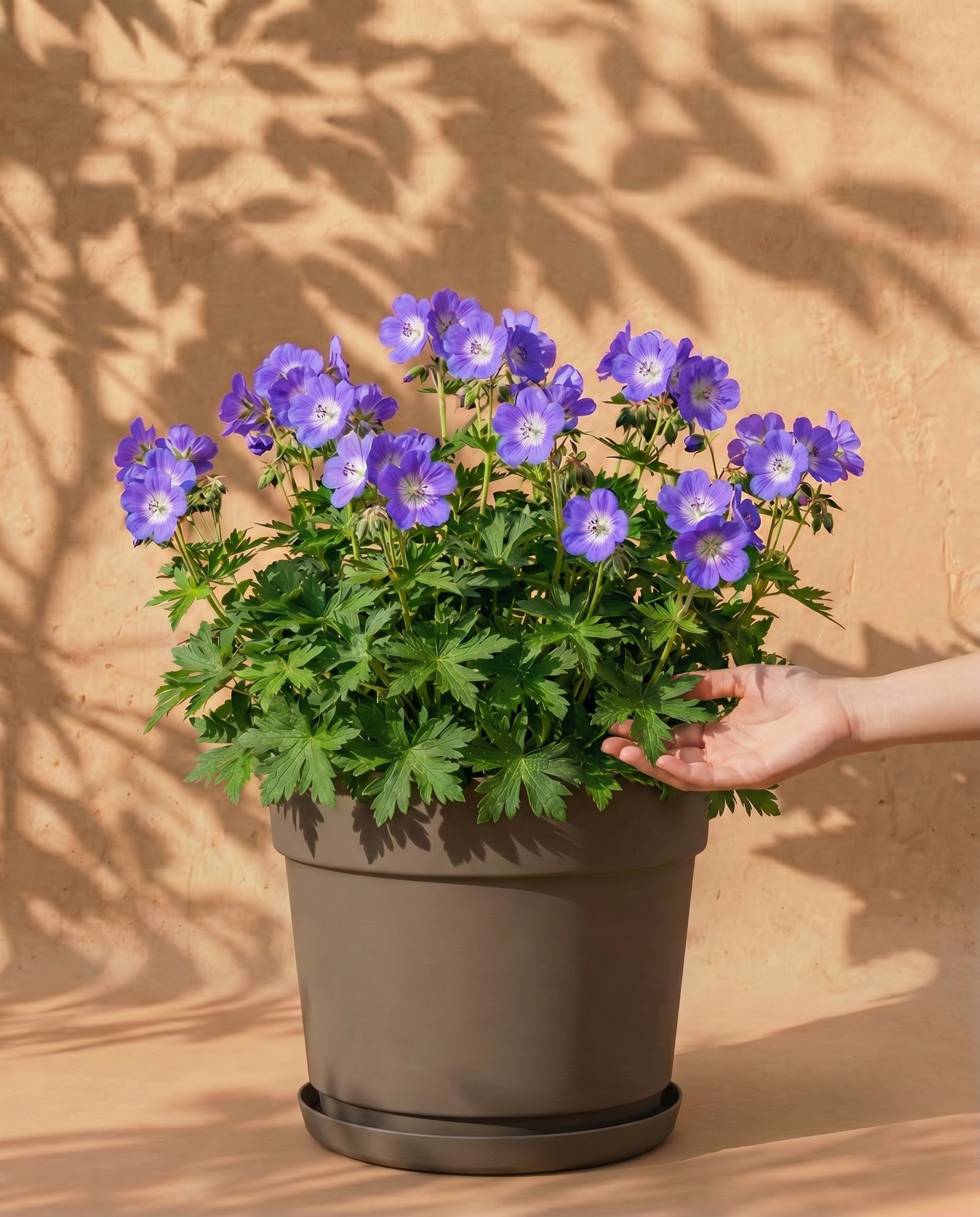 feey-geranium-blau-knollenpflanze-rhizome-f-r-garten-k-bel image 1
