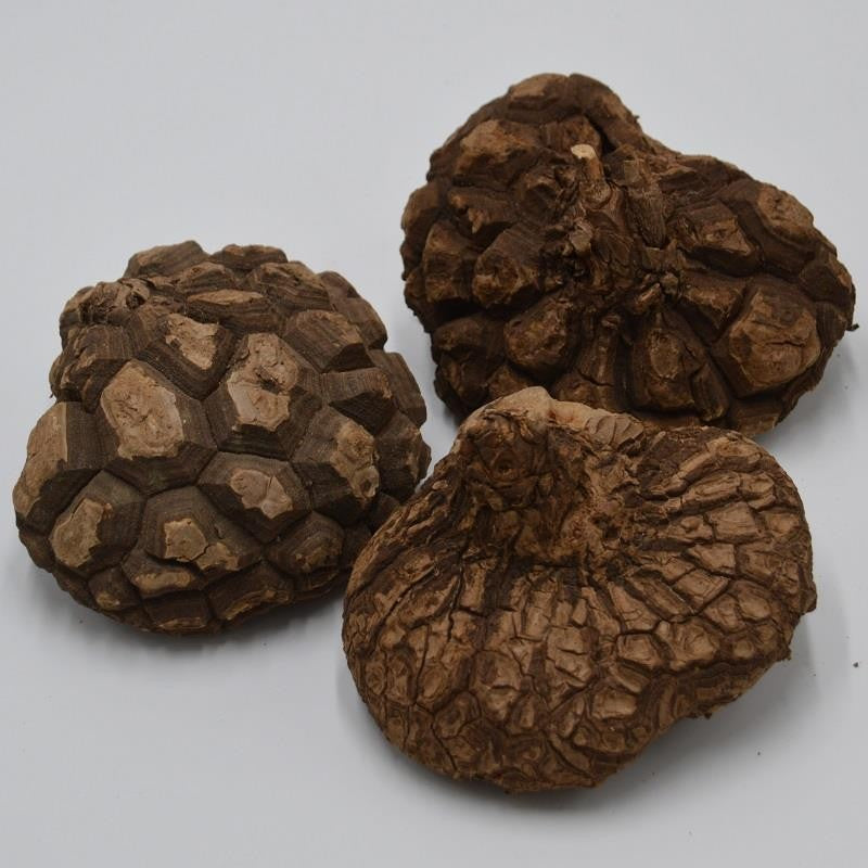 pasiora-dioscorea-mexicana-caudex-knolle-8-11cm image 3