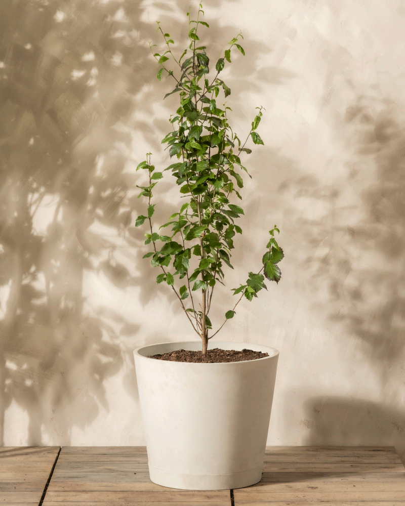 feey-parrotia-persica-eisenholzbaum-k-bel image 5