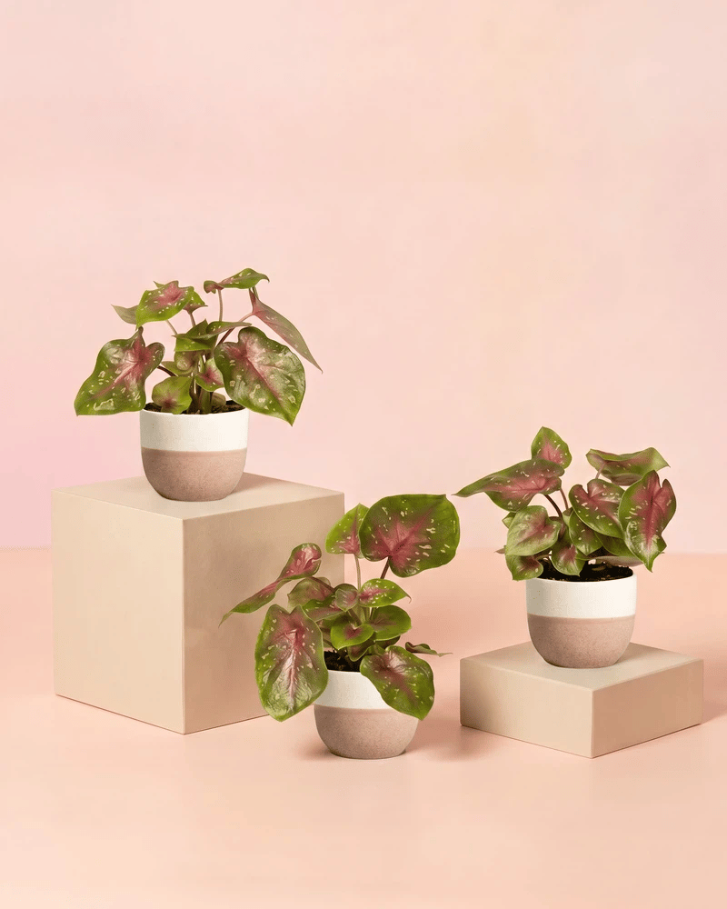 feey-baby-caladium-casey-3er-set-zimmerpflanze image 5