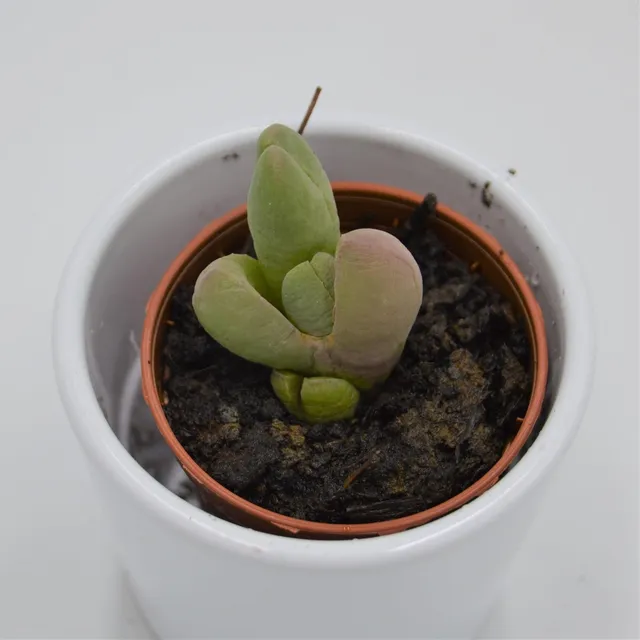 pasiora-glottiphyllum-vanheerda-sukkulente-5-5-cm image 1