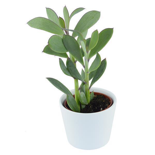 pasiora-senecio-crassissimus-sukkulente-6cm-topf image 3