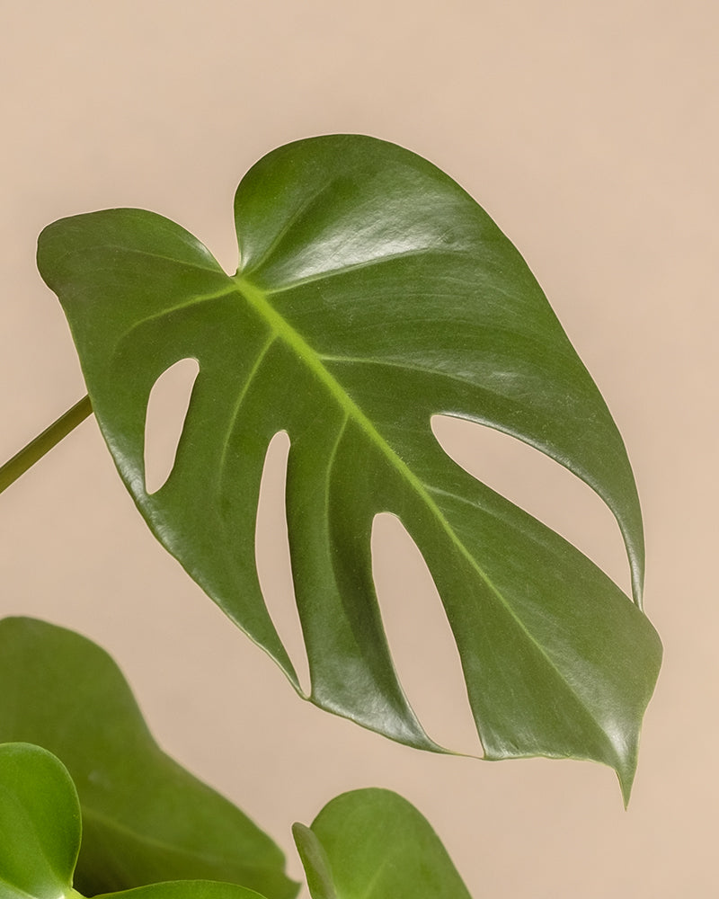 feey-me-time-bundle-monstera-efeutute-marble-queen-set image 2