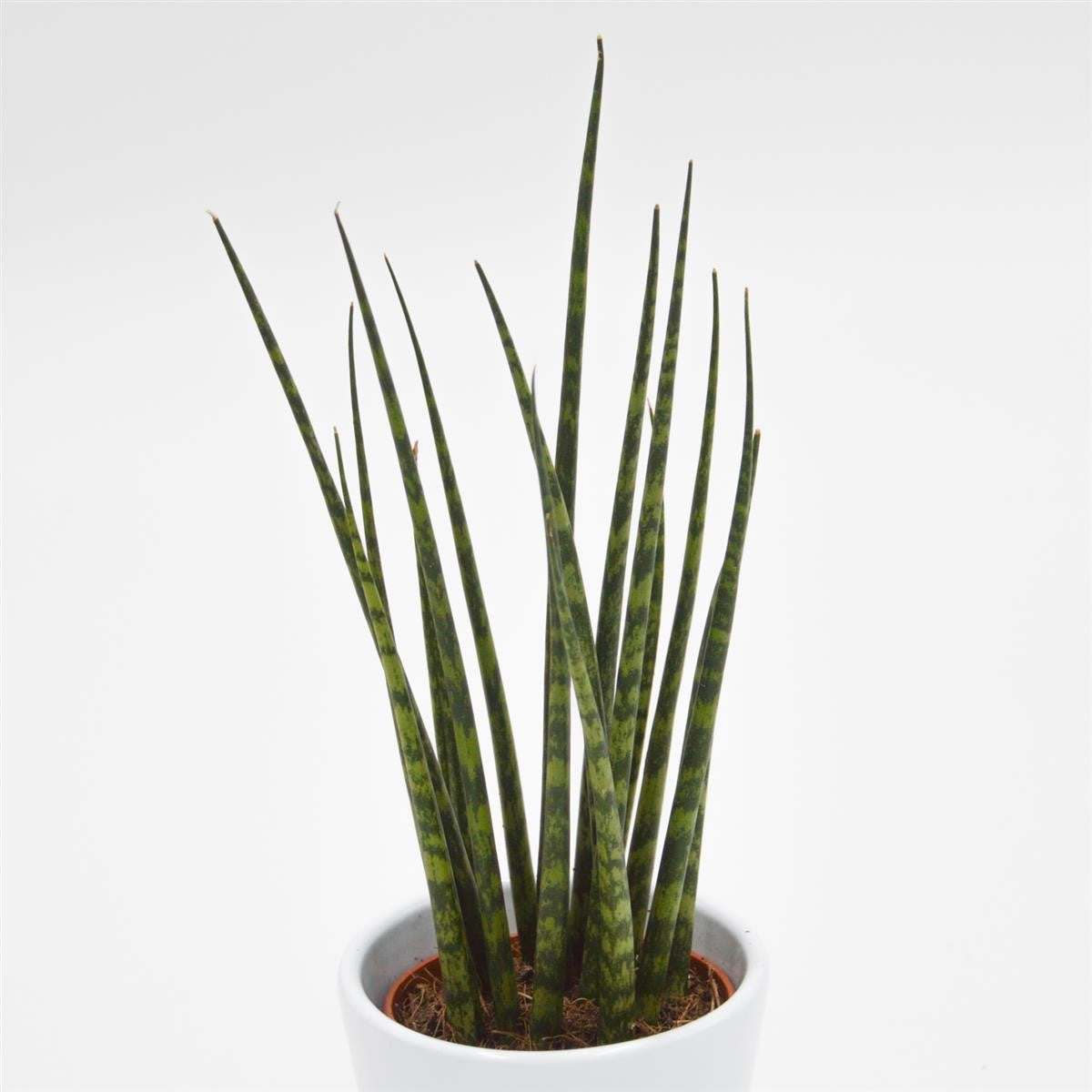 pasiora-sansevieria-fernwood-mikado-sukkulente-6cm image 2