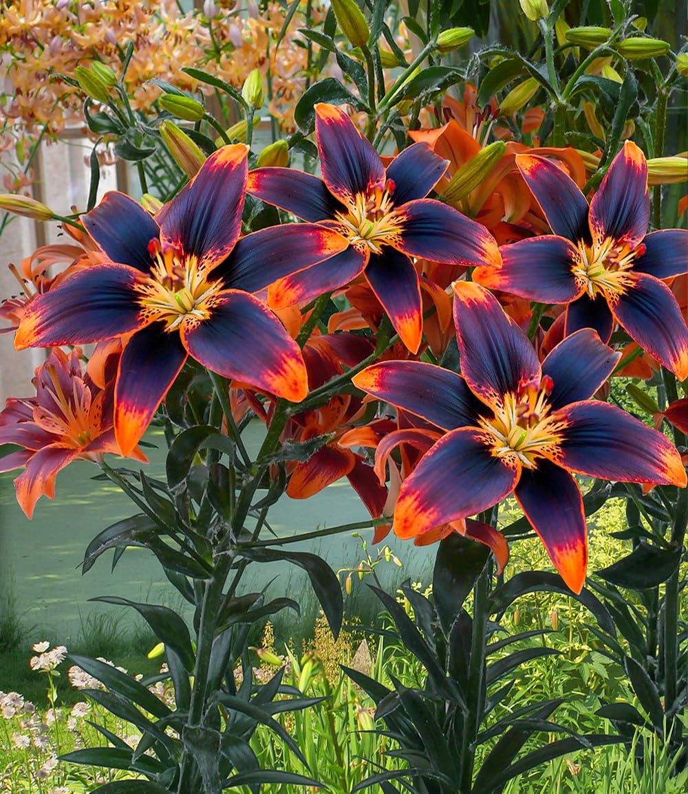 baldur-garten-9x-lilie-forever-susan-blumenzwiebeln-zwiebelumfang-16-18-cm image 2