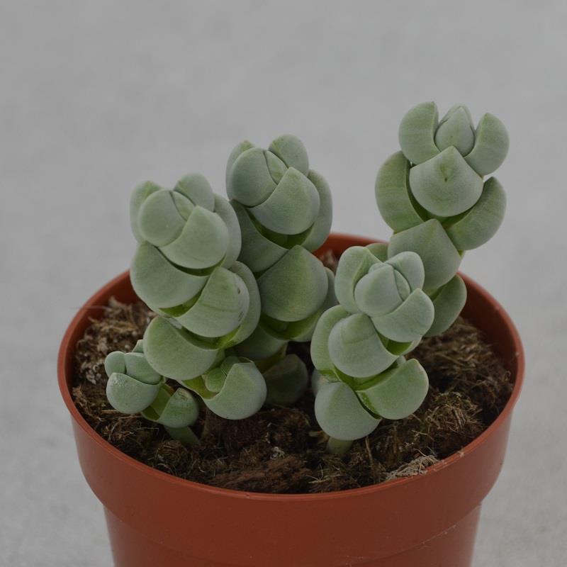 pasiora-crassula-deceptor-sukkulente-8-5cm-topf image 1