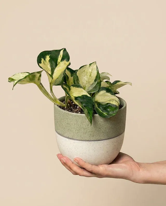 feey-efeutute-happy-leaf-epipremnum-manjula-zimmerpflanze image 1