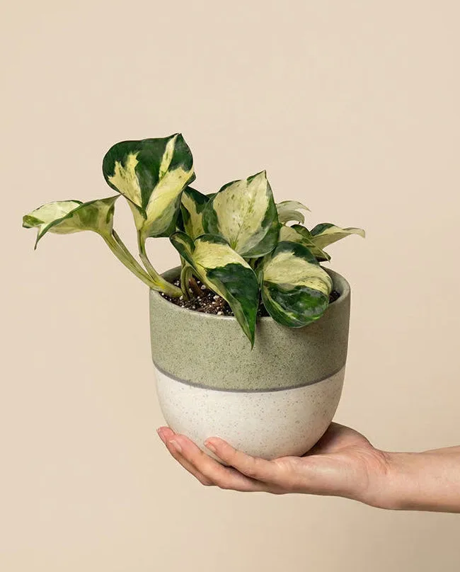 feey-efeutute-happy-leaf-epipremnum-manjula-zimmerpflanze image 1