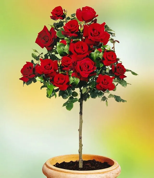 baldur-garten-rosen-stamm-le-rouge-et-le-noir-wurzelnackt image 1