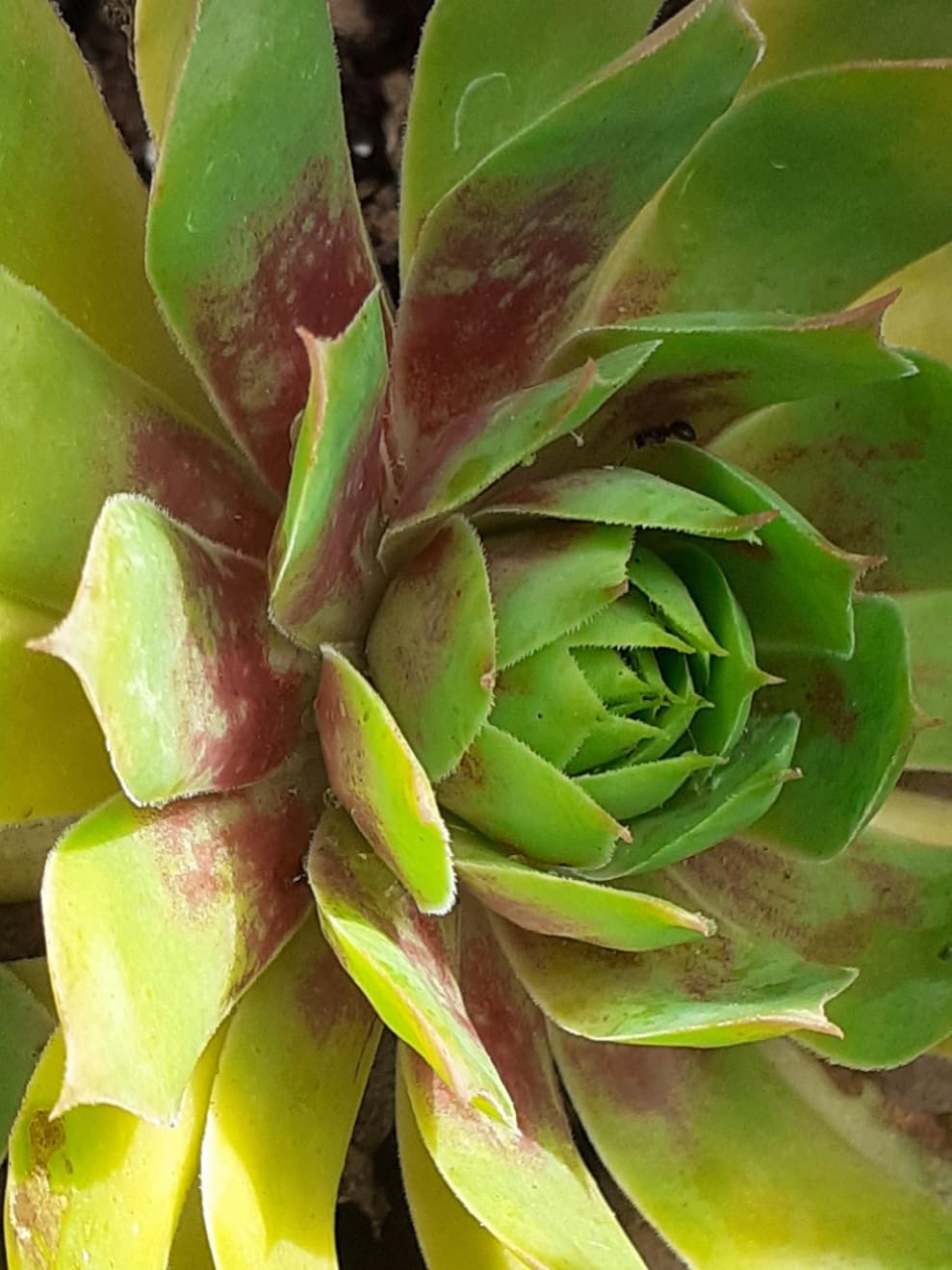 Tolle Farbe