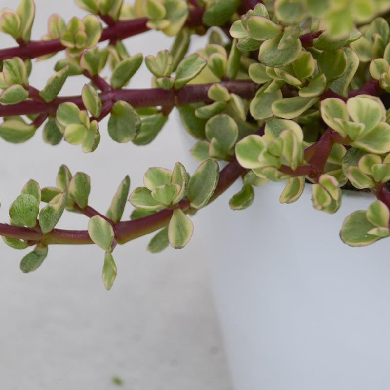 pasiora-portulacaria-afra-variegata-sukkulente-12cm image 2