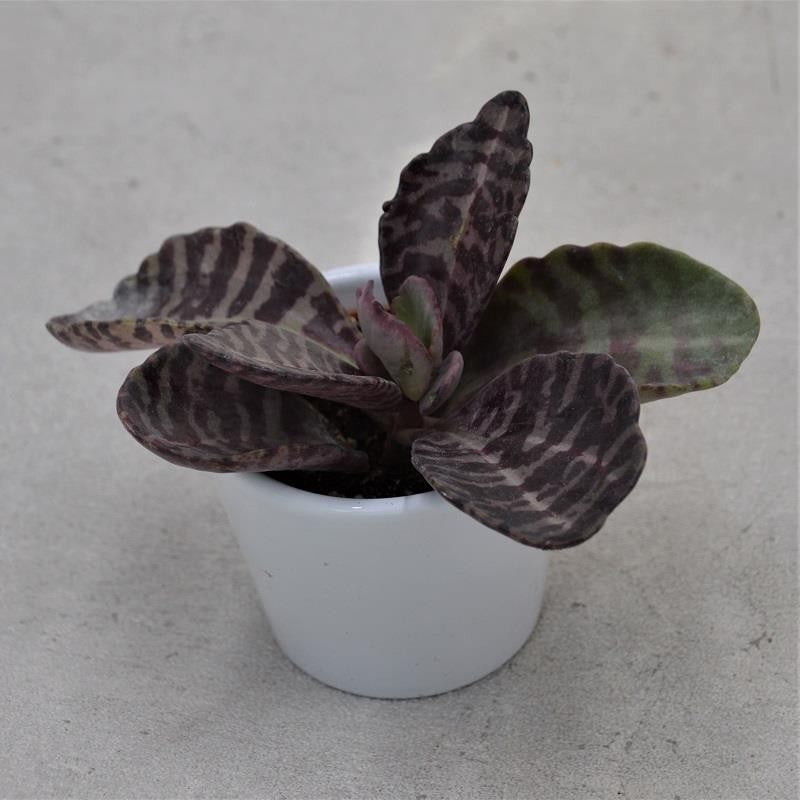 pasiora-kalanchoe-humilis-desert-surprise-sukkulente-6cm image 3