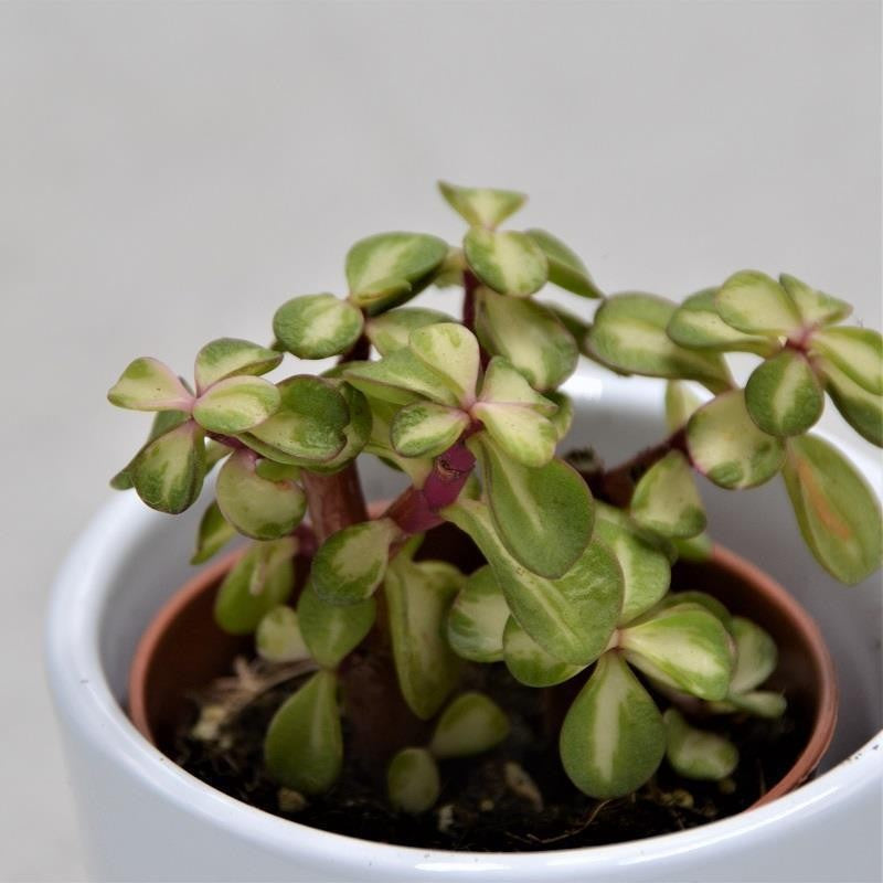 pasiora-portulacaria-afra-mediopicta-sukkulente-5-5-cm-topf image 1