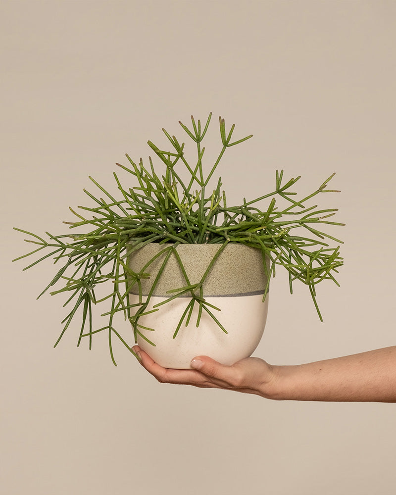 feey-rhipsalis-neves-armondii-zimmerpflanze-halbschattig image 1