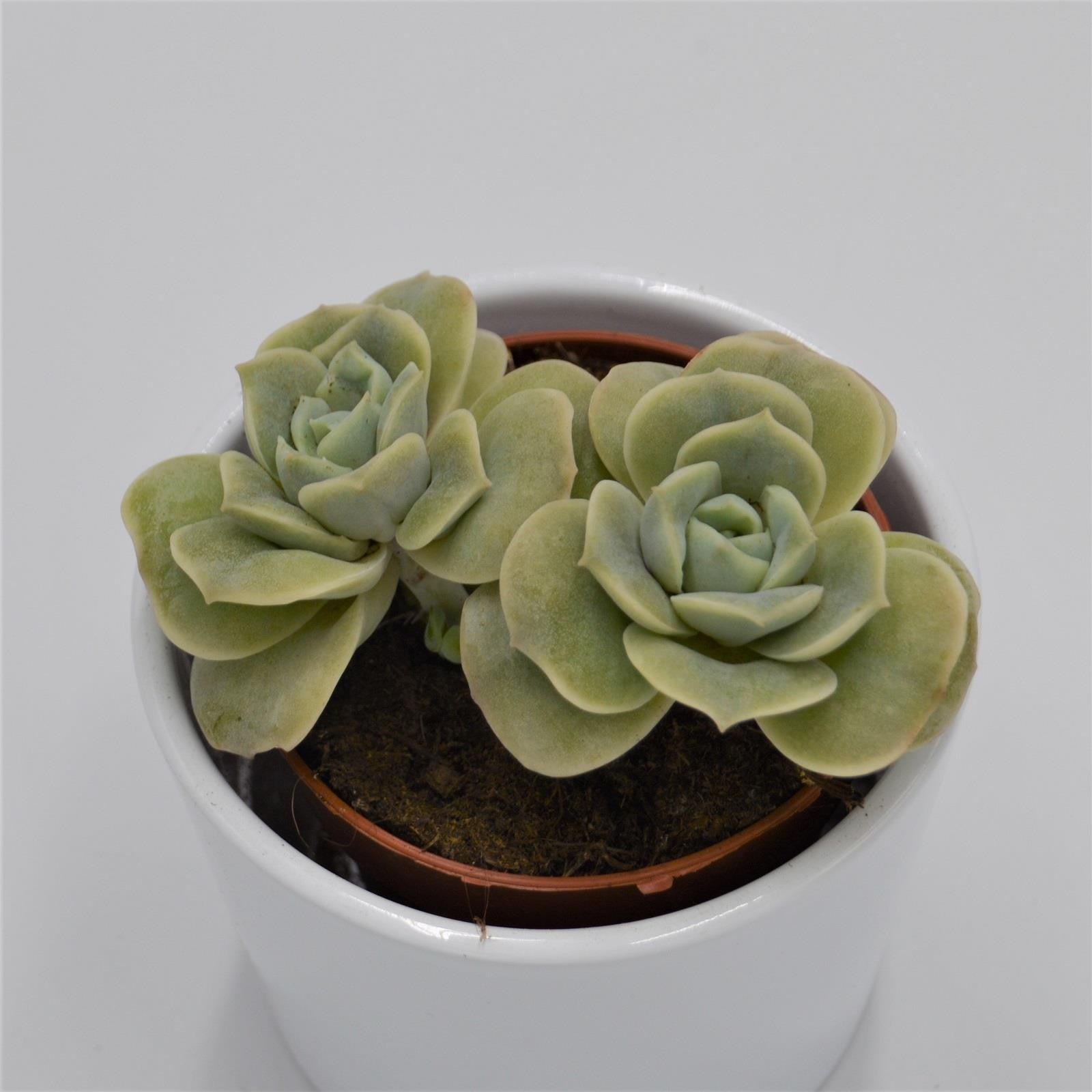 pasiora-x-graptoveria-lovely-rose-sukkulente-8-5cm image 3