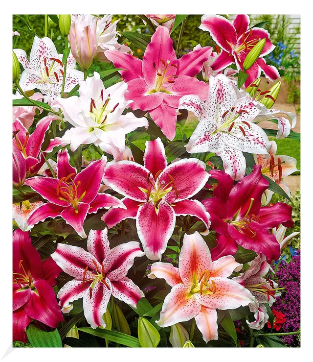baldur-garten-lilien-mix-parfum-5er-blumenzwiebeln-14-16-cm-umfang image 1