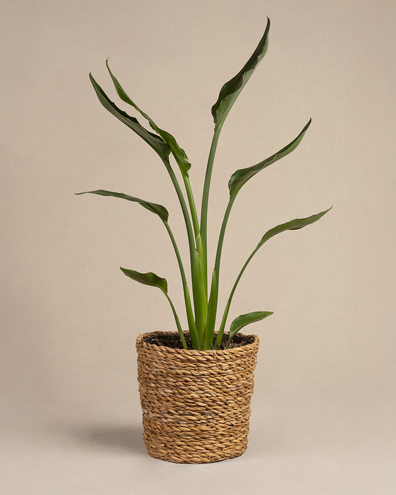 feey-strelitzia-reginae-paradiesvogelblume-mittel image 5