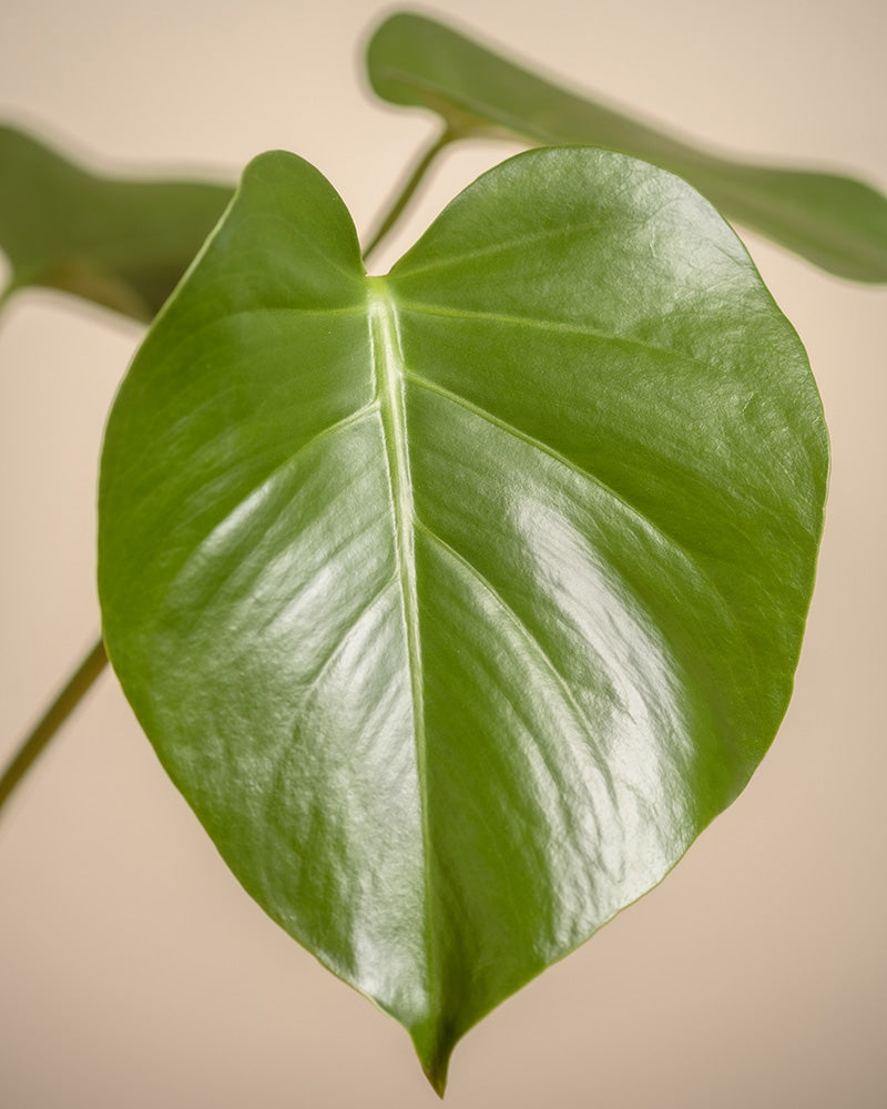 feey-monstera-fensterblatt-zimmerpflanze image 2