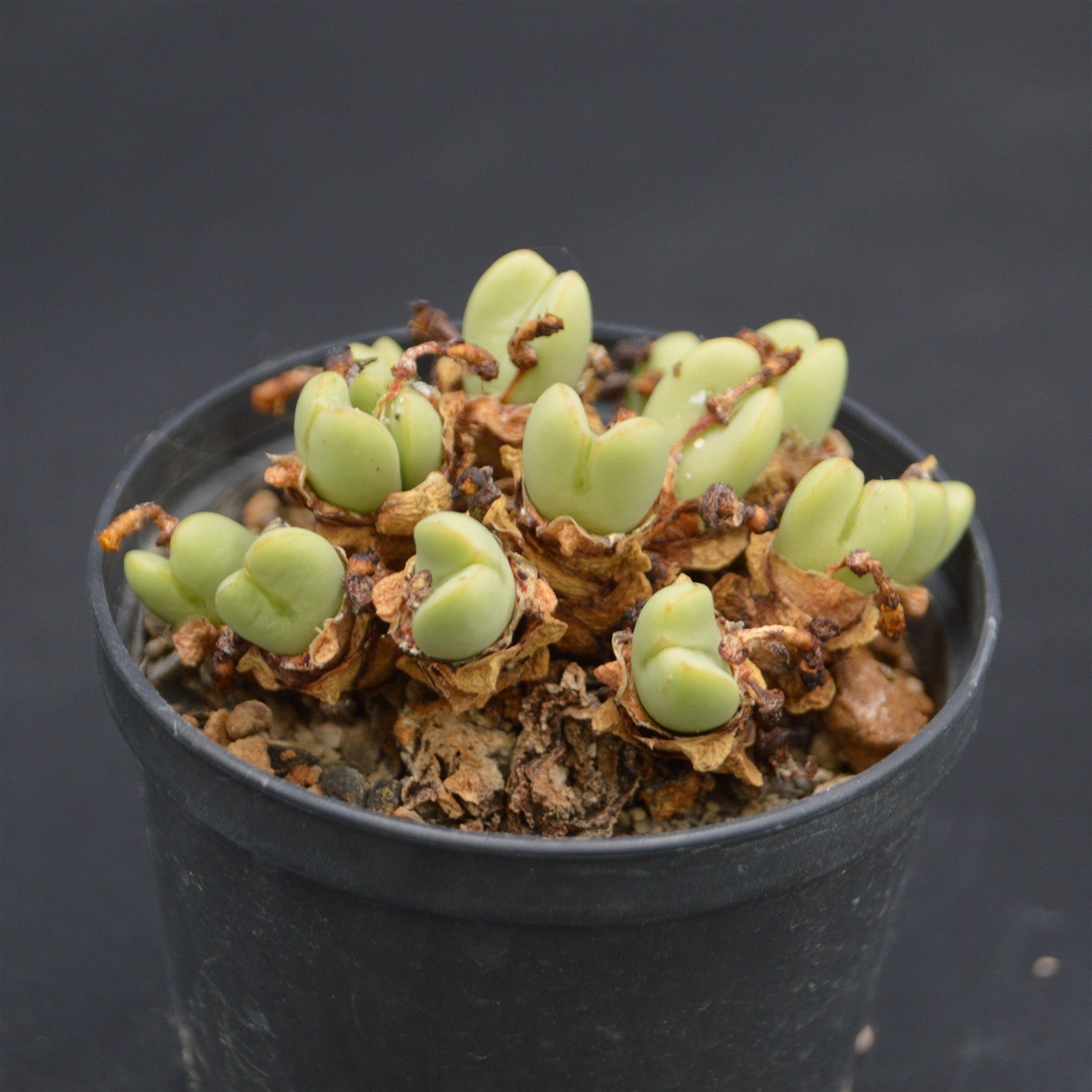 pasiora-conophytum-vlakmynense-einzelst-ck-rarit-t image 1
