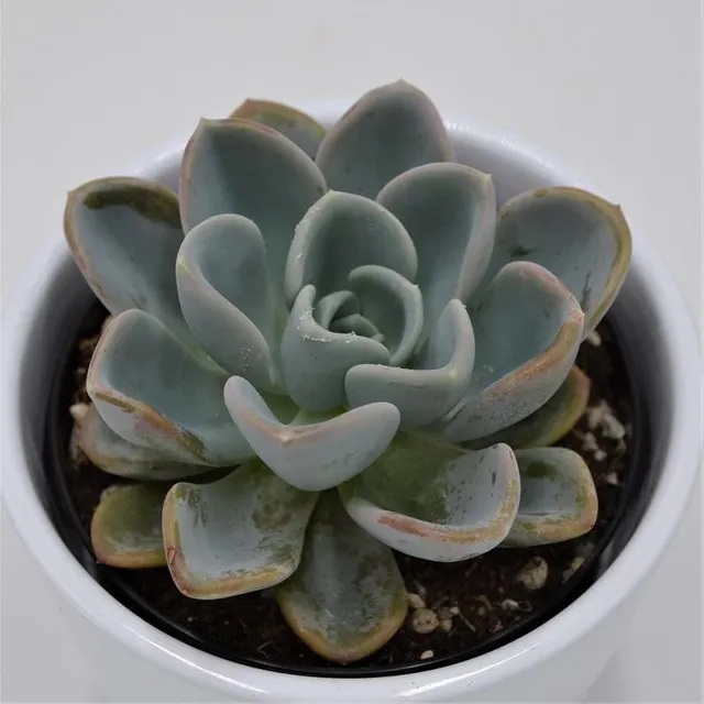 pasiora-x-pachyveria-opret-sukkulente-9cm-topf image 1