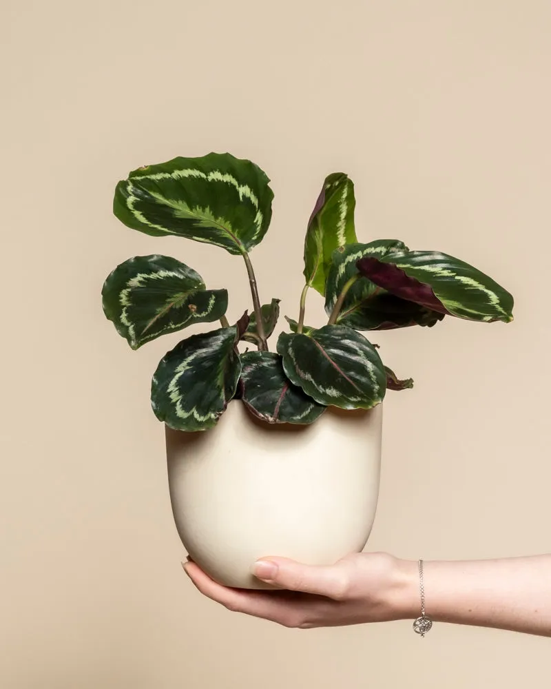 feey-calathea-roseopicta-klein-korbmarante image 1