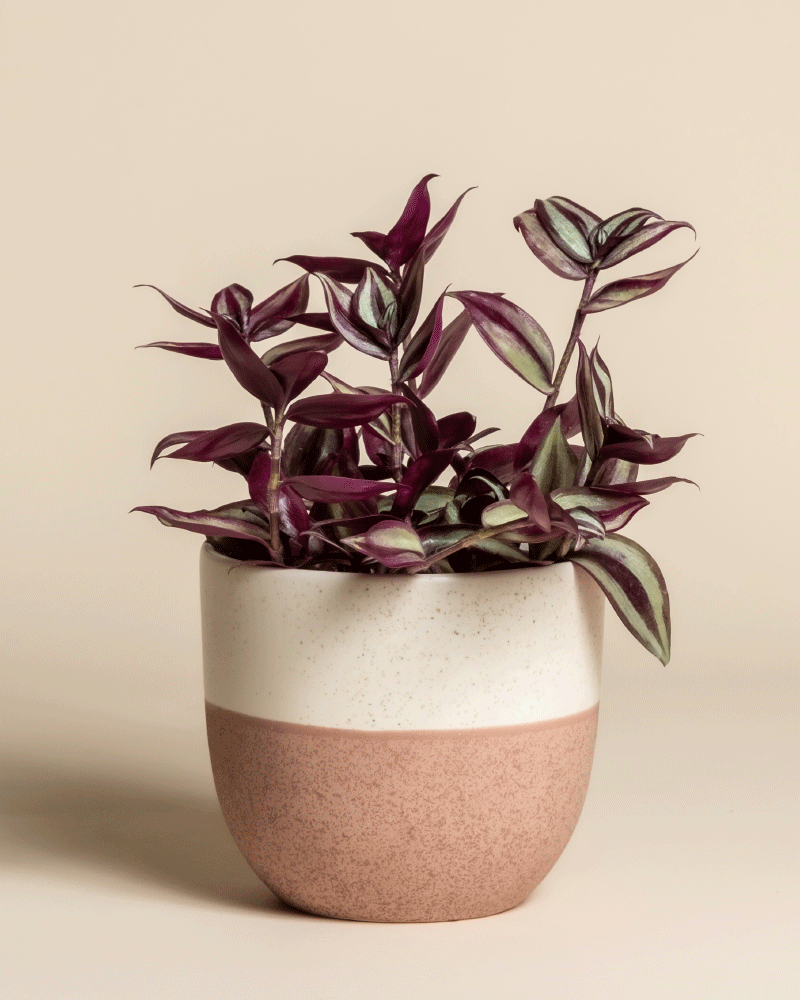 feey-tradescantia-zebrina-dreimasterblume-zimmerpflanze image 5