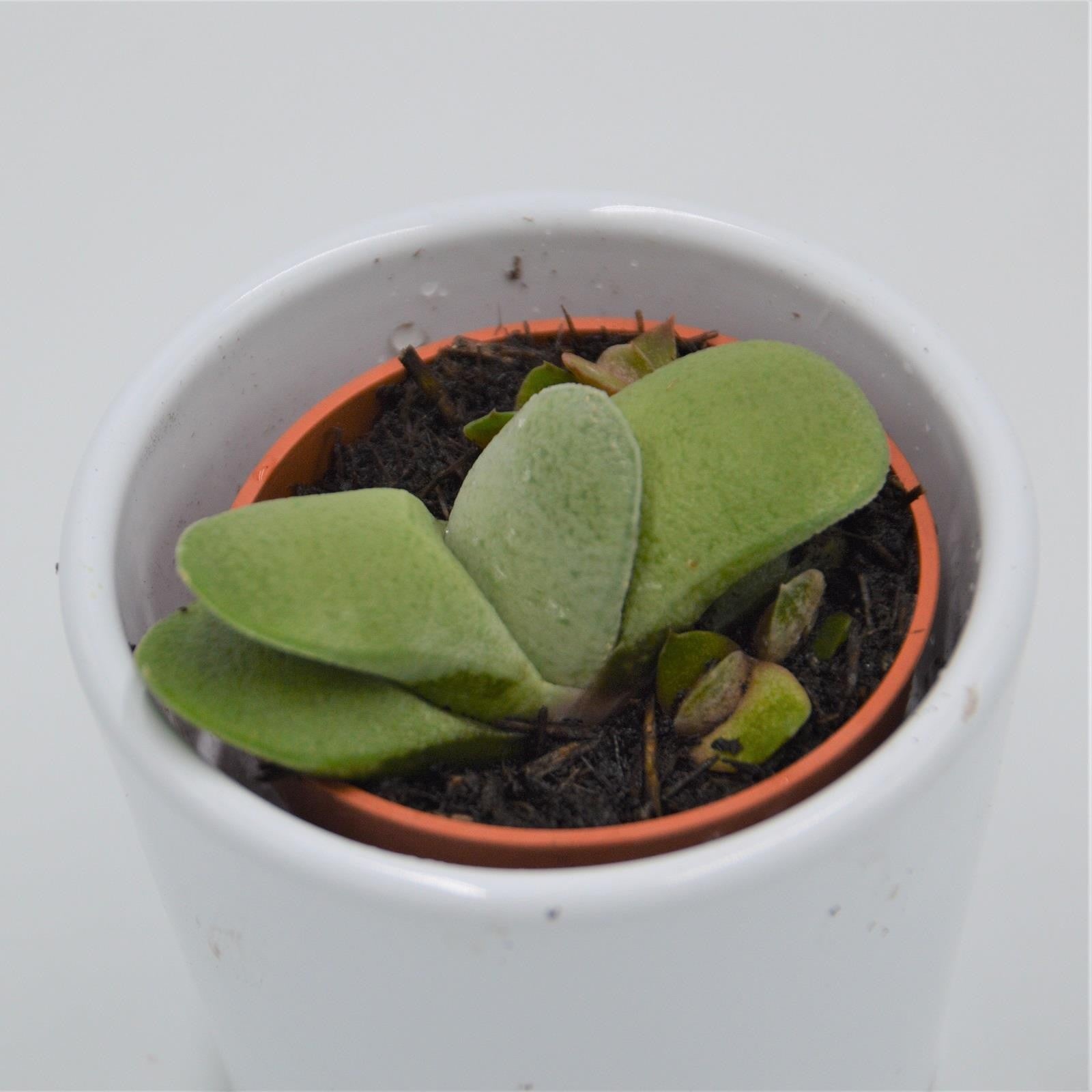 pasiora-gasteria-glomerata-sukkulente-5-5cm-miniatur image 1