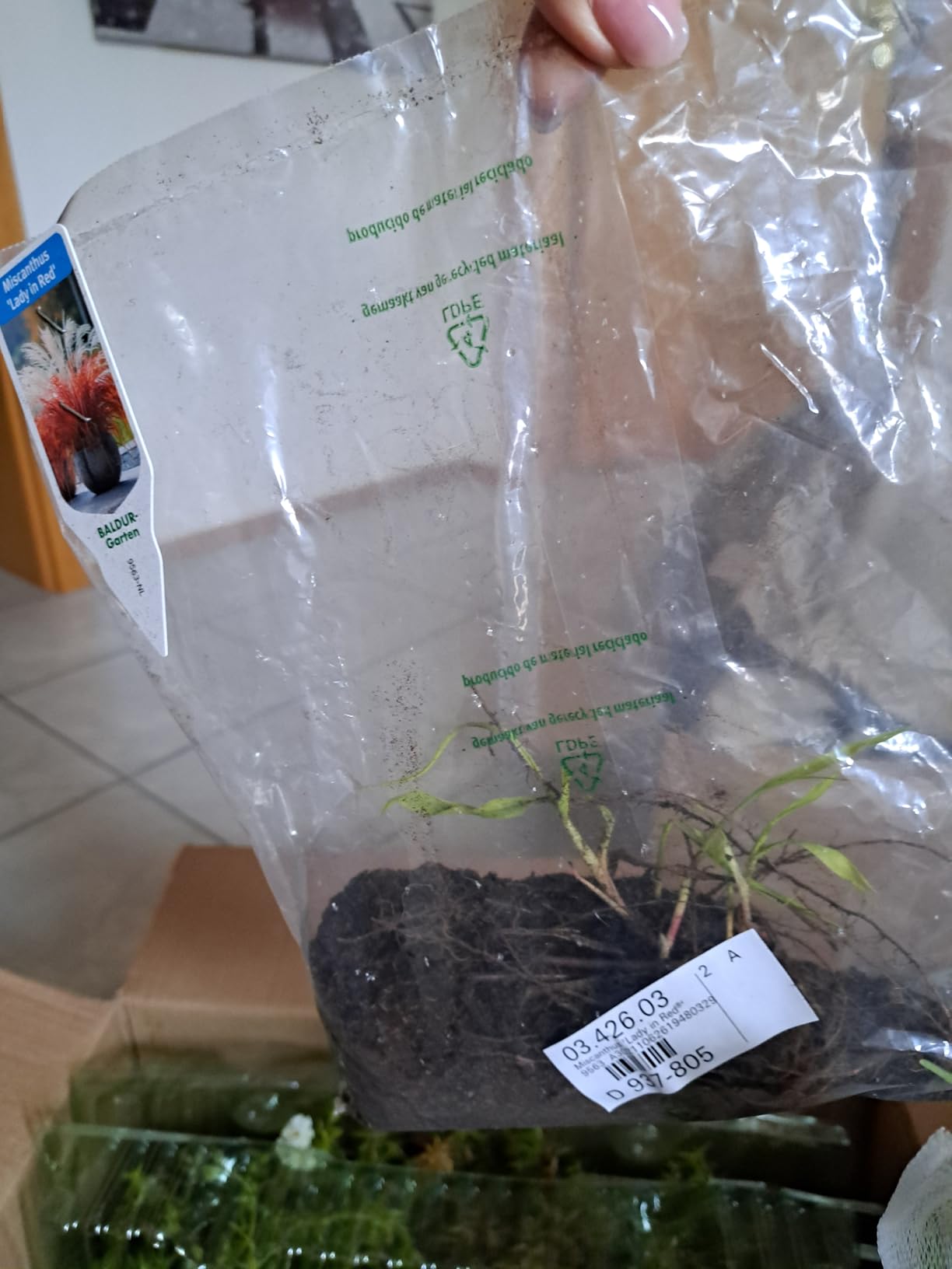 Schönes Gras für den Vorgarten