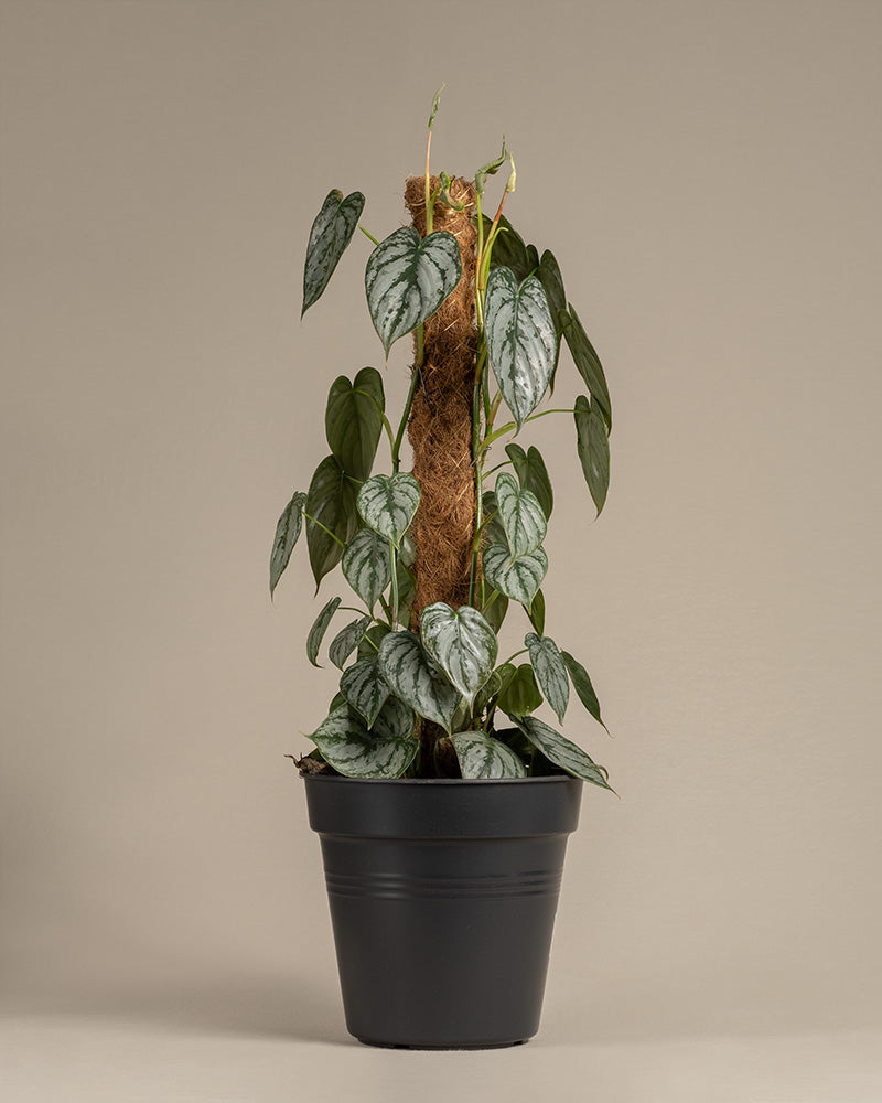 feey-philodendron-brandtianum image 3