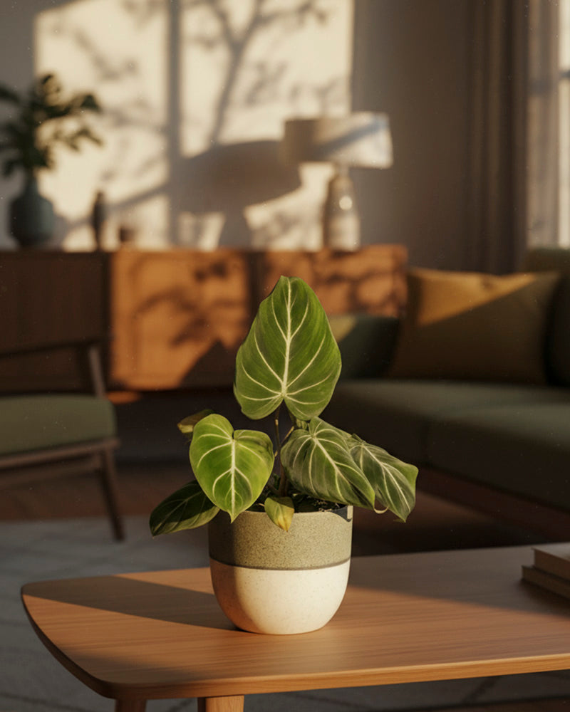 feey-philodendron-gloriosum-zimmerpflanze image 4