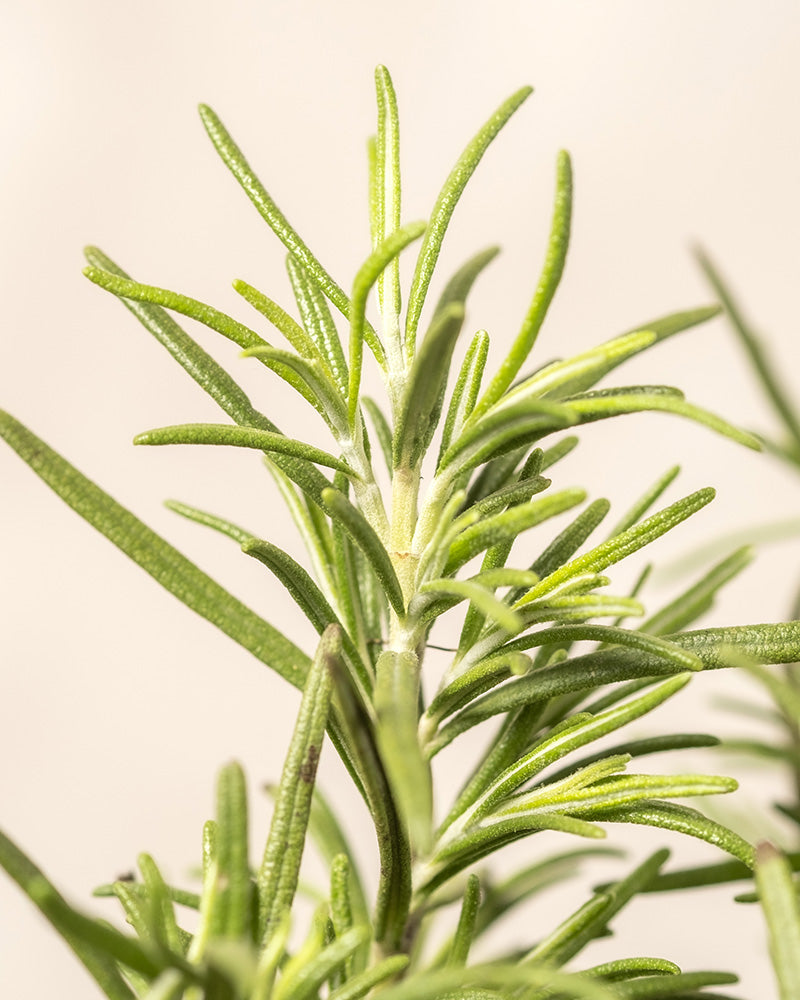 feey-duftendes-kr-uter-trio-thymian-lavendel-rosmarin-im-topf image 8