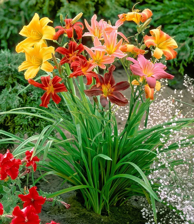 baldur-garten-hemerocallis-mix-farben-des-sommers-5-knollen-gr-e-i image 1