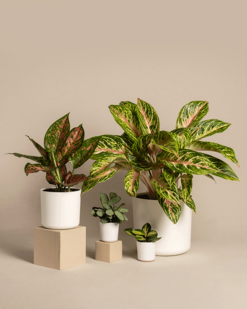 feey-tropical-beauty-set-4er-zimmerpflanzen-set image 7