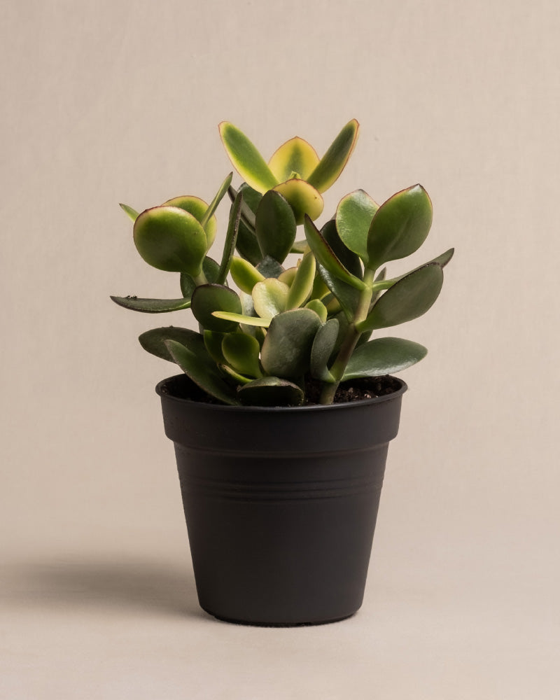 feey-geldbaum-panaschiert-crassula-ovata-topf-14 image 3