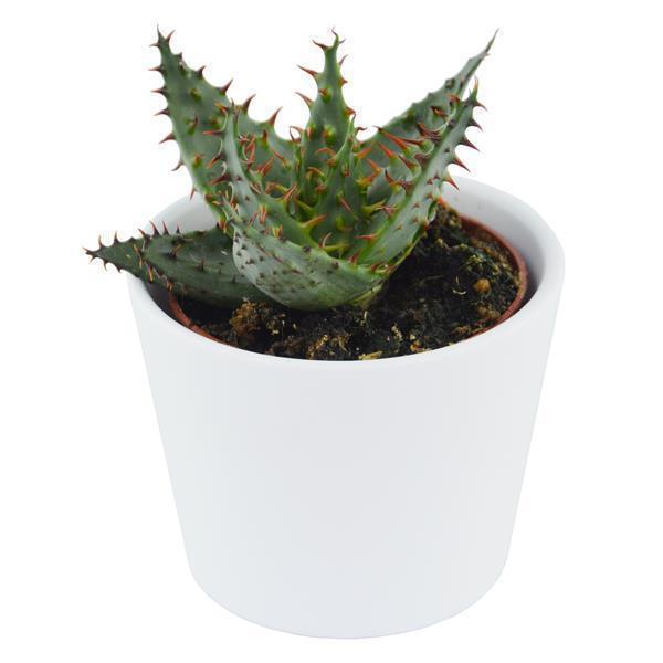 pasiora-aloe-ferox-wilde-aloe-sukkulente-5-5cm-topf image 1