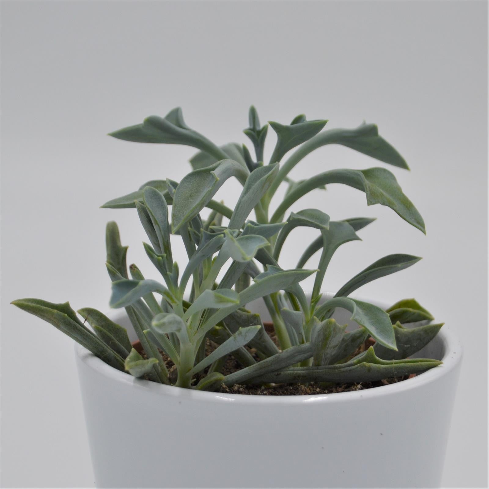 pasiora-senecio-kleiniiformis-sukkulente-8-5-cm-topf image 3