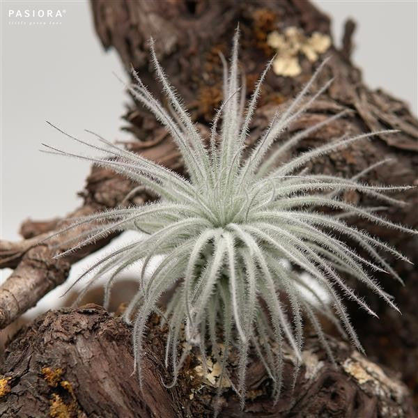 pasiora-tillandsia-tectorum-snowball-l-luftpflanze image 3